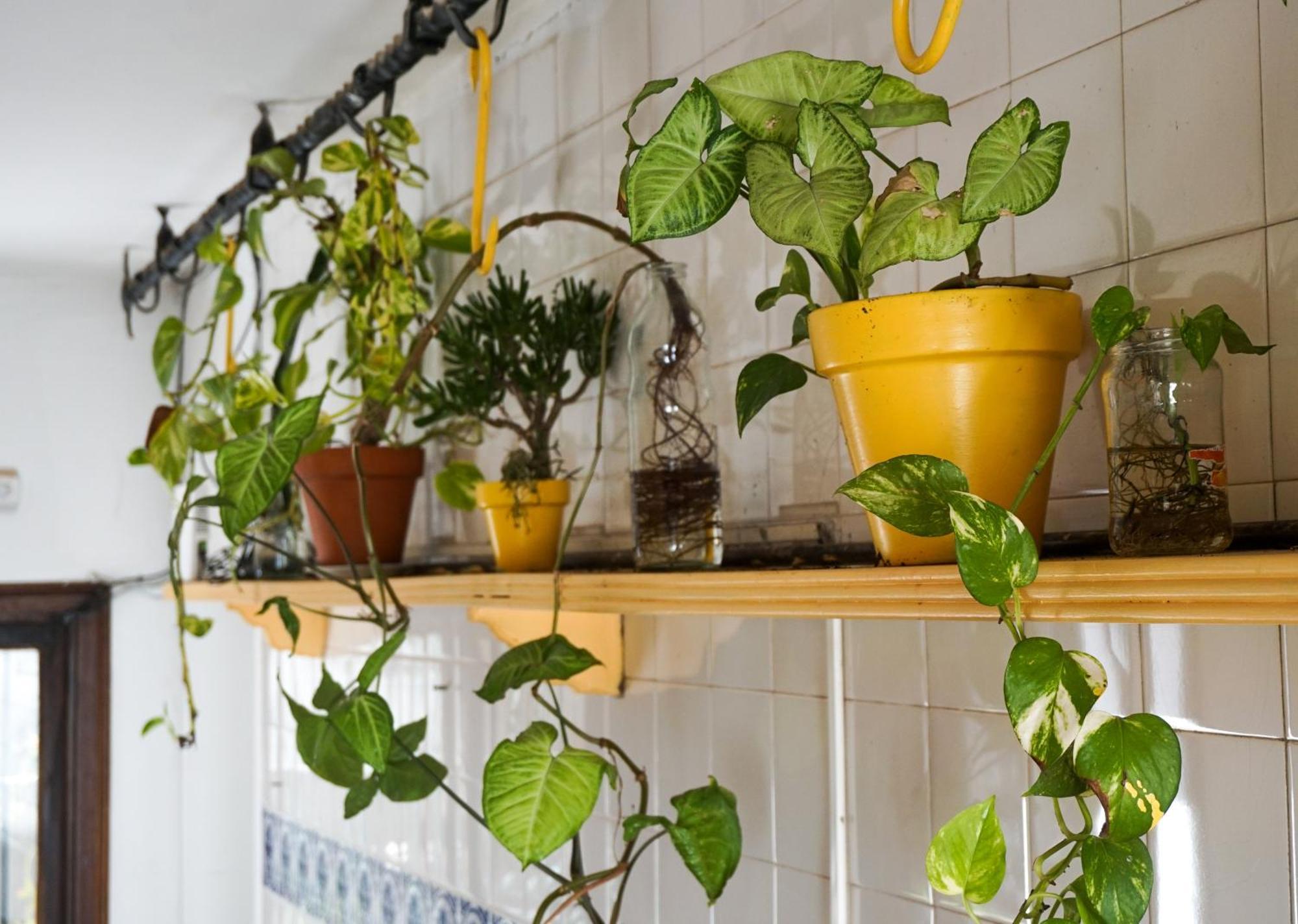 Yunga Hostel Салта Екстериор снимка